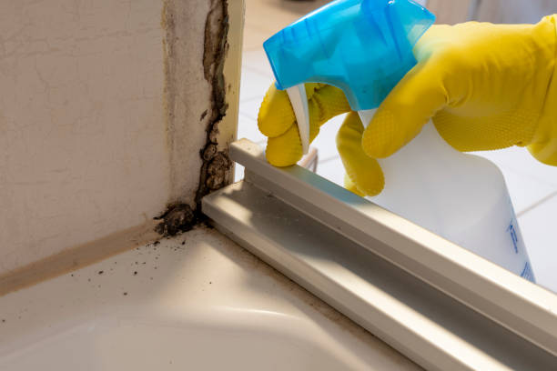 Best Mold Damage Repair  in Malta, MT