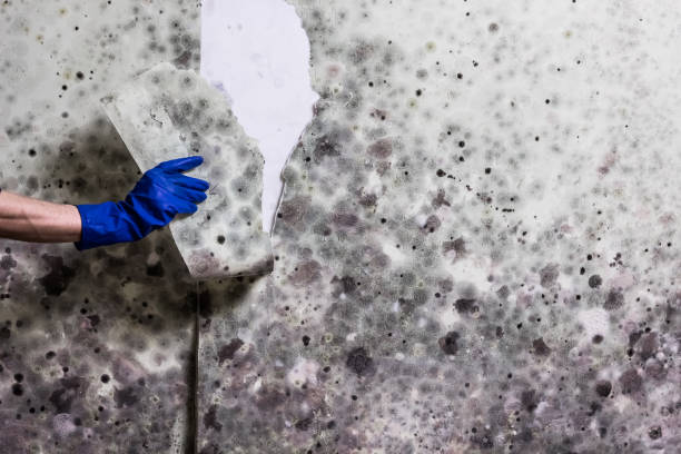 Best Commercial Mold Removal  in Malta, MT